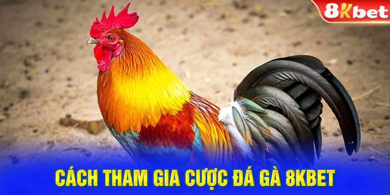 Cách tham gia cược đá gà 8KBET