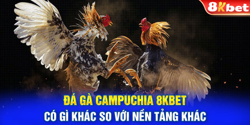 Đá gà Campuchia 8KBET có gì khác so với nền tảng khác